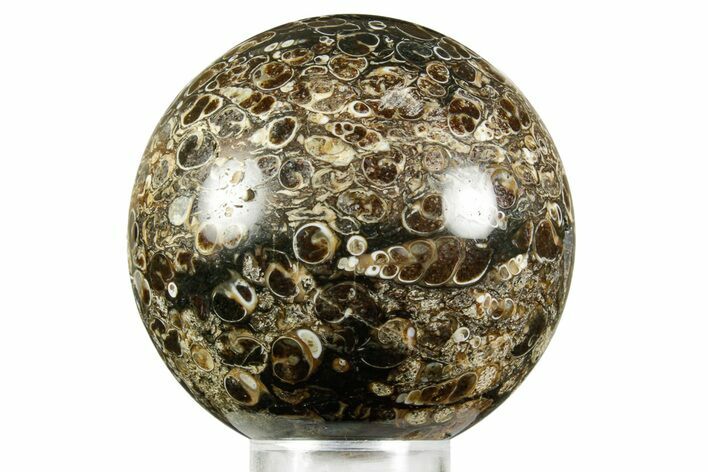 Polished Freshwater Snails (Elimia) In Limestone Sphere - Wyoming #370889